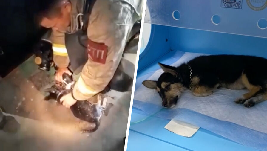 В Иркутской области пожарный вынес из горящей квартиры щенка и реанимировал его
