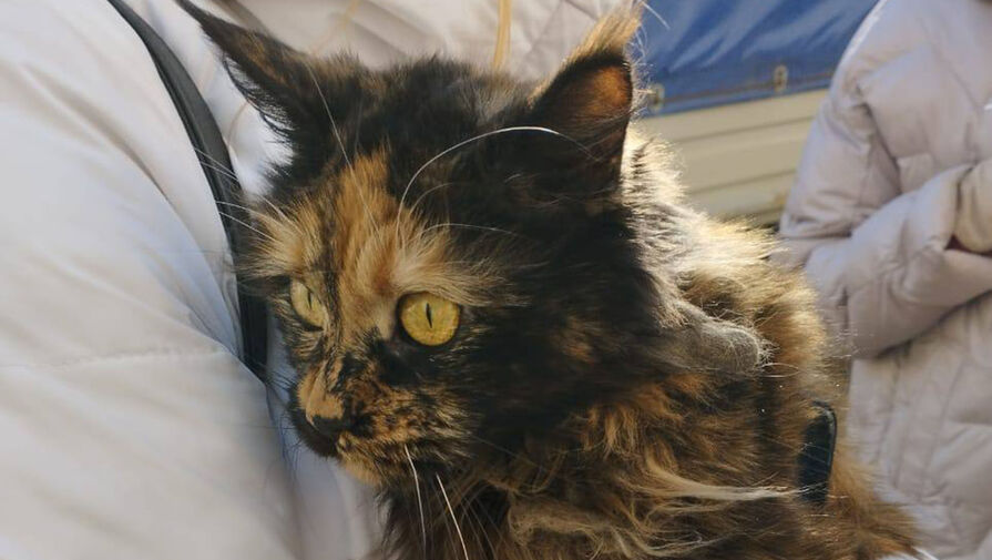Через две недели после трагедии в Ейске спасатели нашли в одной из квартир живую кошку