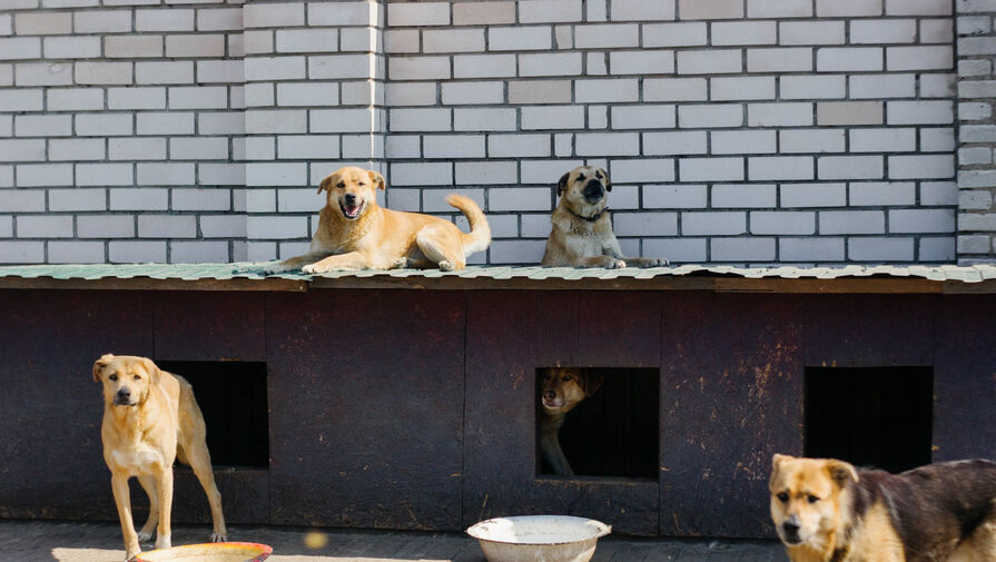Бездомный из Сургута владеет стаей собак и держит в страхе местных жителей
