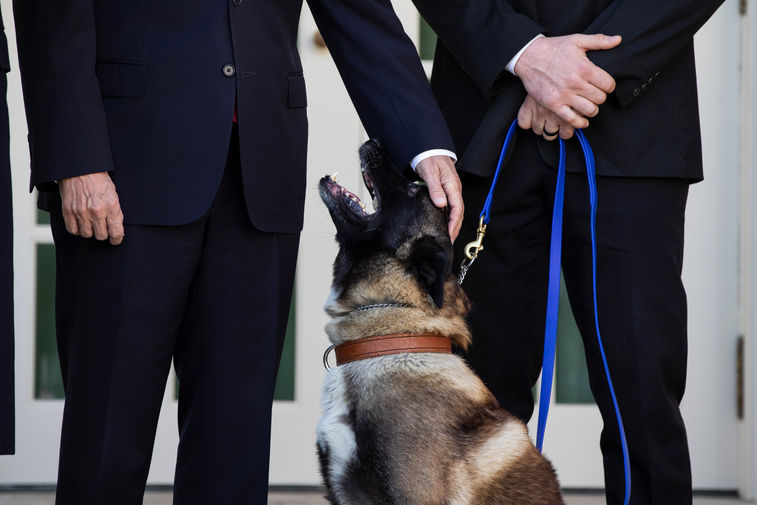 Вице-президент США Майк Пенс и служебный пес Конан у&nbsp;Белого дома в&nbsp;Вашингтоне, 25 ноября 2019 года