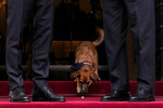 Собака премьер-министра Греции Кириакоса Мицотакиса во время встречи ее хозяина с президентом Турции Реджепом Тайипом Эрдоганом в Афинах, Греция, 7 декабря 2023 года