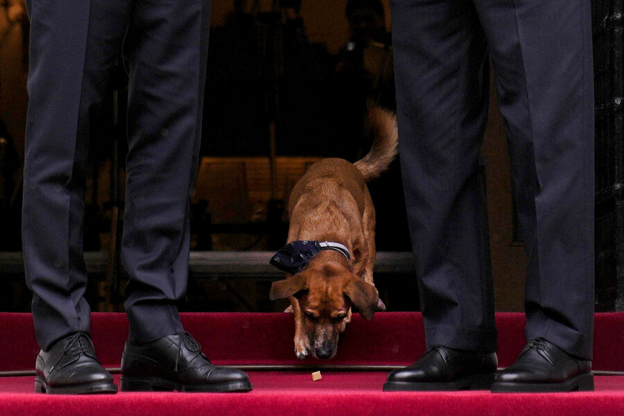 Собака премьер-министра Греции Кириакоса Мицотакиса во время встречи ее хозяина с&nbsp;президентом Турции Реджепом Тайипом Эрдоганом в&nbsp;Афинах, Греция, 7&nbsp;декабря 2023&nbsp;года
