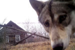 Волк смотрит в камеру в 30-километровой зоне отчуждения вокруг Чернобыльской АЭС в заброшенной деревне Оревичи, Белоруссия