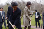 Премьер-министр Японии Синдзо Абэ сажает саженец сакуры в Японском саду Главного ботанического сада в Москве, 2013 год