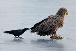 Черная ворона и белохвостый орлан в акватории незамерзающей бухты Золотой Рог во Владивостоке, 24 января 2024 года