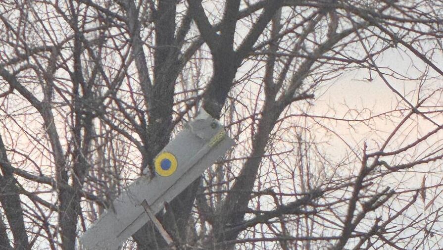 В ЛНР на дереве обнаружили украинский беспилотник