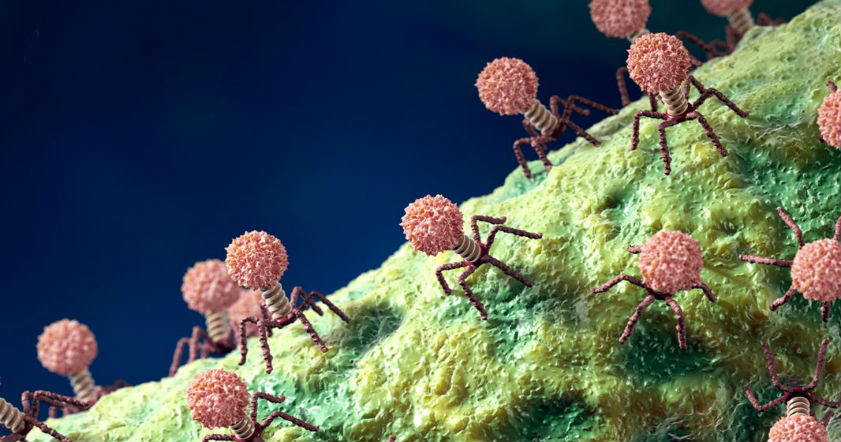 Ученые выяснили, как вирусы выбирают время для убийства клетки