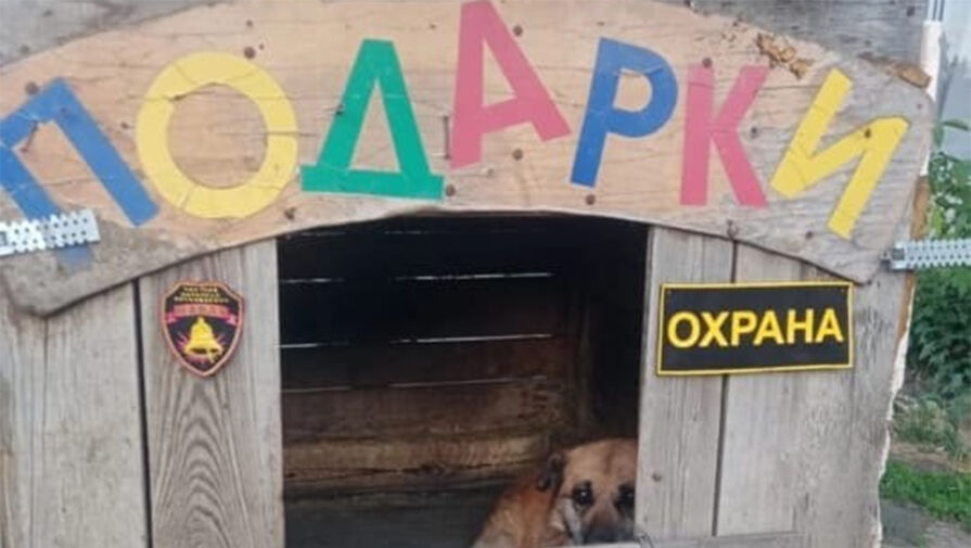 Россиянин выгнал собаку из будки, чтобы спрятаться в ней от силовиков