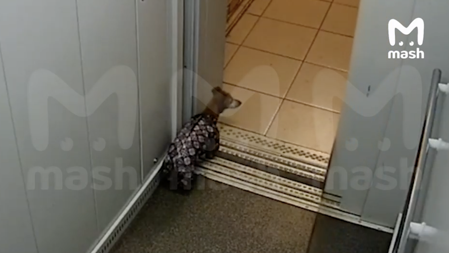 В Чебоксарах хозяйка забыла собаку на поводке в лифте, где животное чуть не умерло