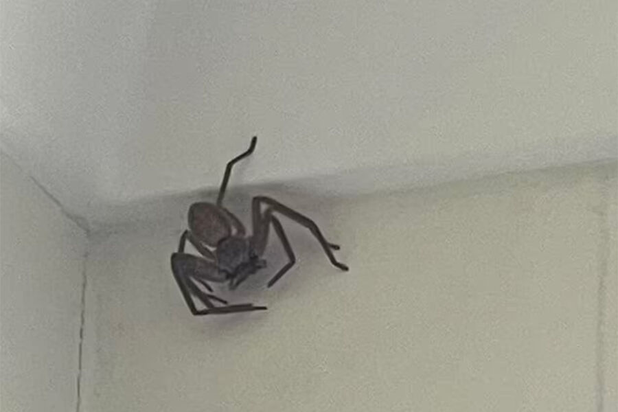 К чему паук в доме на стене сидит