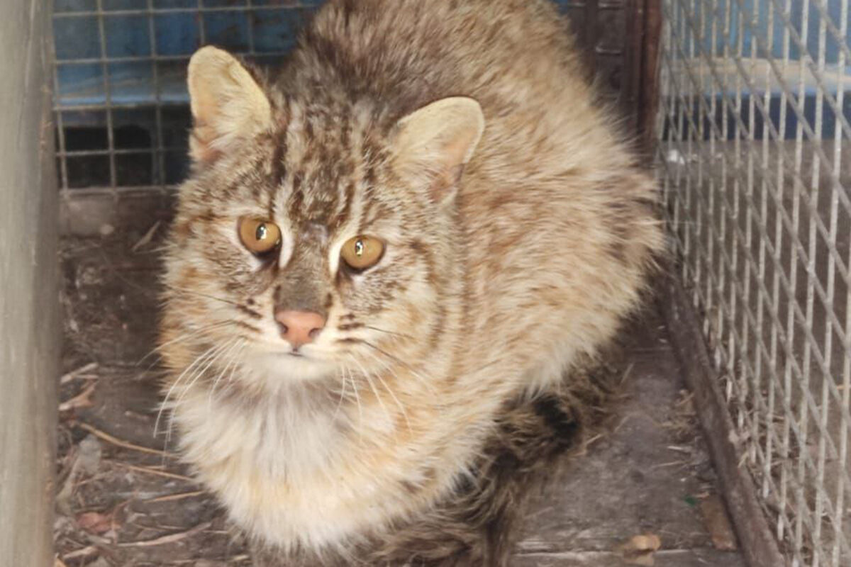 Ветеринары Приморья спасли лесного кота, который попал под машину -  Газета.Ru | Новости