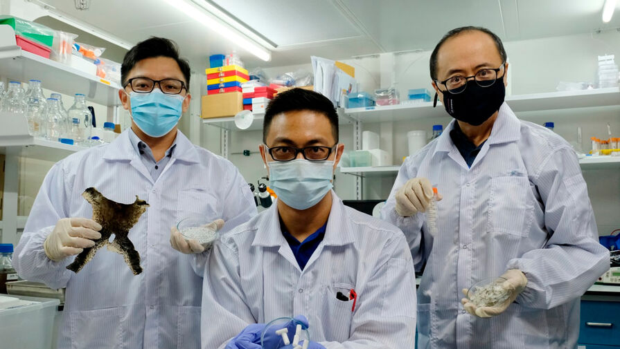 Сингапурские ученые сделали из лягушек пластырь для лечения язв