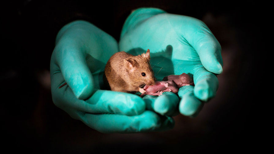 The Telegraph: японские ученые получили потомство у мышей от двух отцов без участия матери