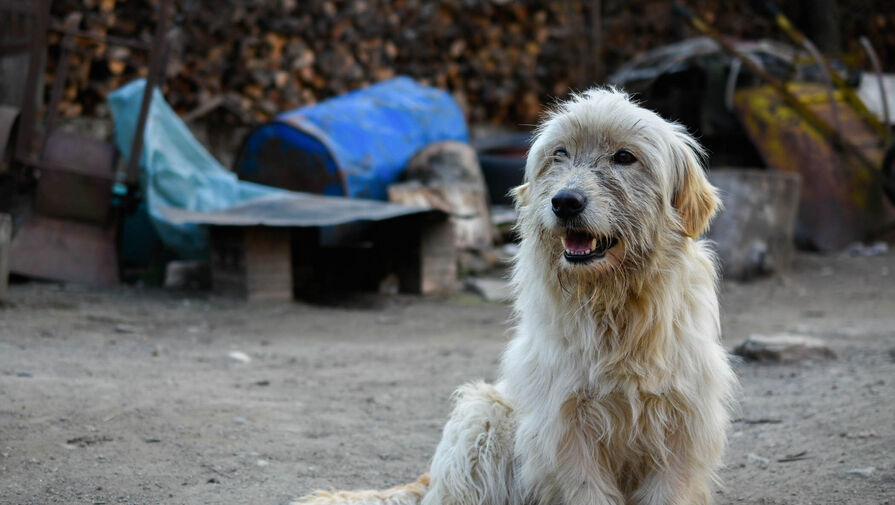 Еще один российский регион может одобрить эвтаназию бездомных собак