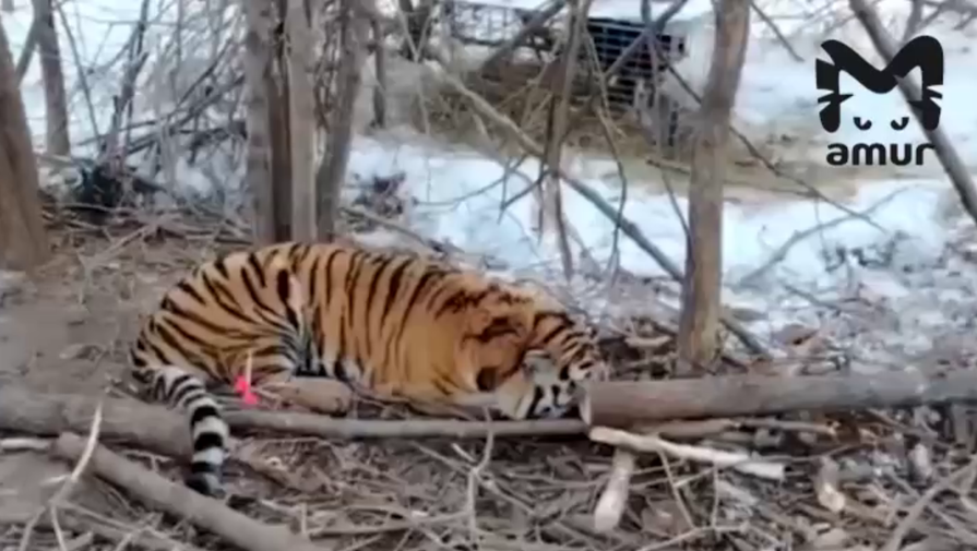 В популярный у туристов поселок в Приморском крае стали заходить тигры