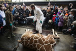 Умерщвление полуторагодовалого жирафа Мариуса в Копенгагенском зоопарке