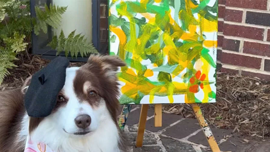 Пенсионерка зарабатывает деньги, продавая картины, нарисованные ее собакой
