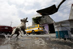 Собака играет с водой во время засухи в Мексике, 20 июня 2022 года