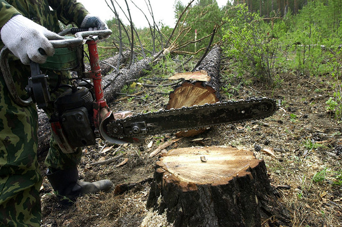 Незаконные вырубки леса на Дальнем Востоке достигли критических масштабов, говорят в WWF