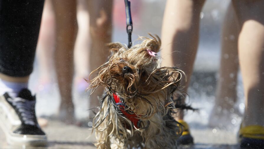Ученые назвали лучшие способы защитить собаку от летней жары
