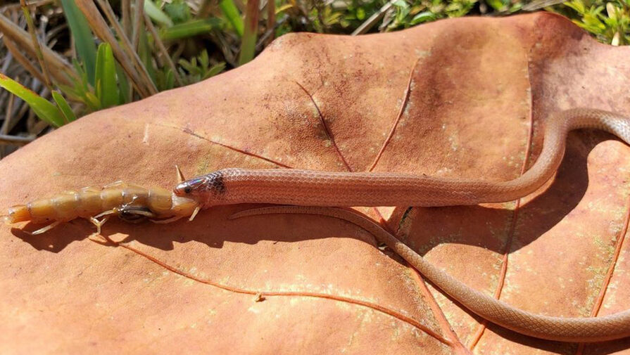 Ученые обнаружили труп самой редкой змеи Северной Америки, погибшей по неожиданной причине
