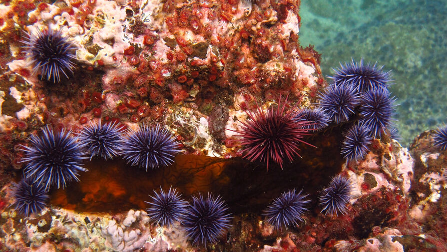 В Красном море зафиксирована эпидемия таинственного патогена, который лишает морских ежей плоти