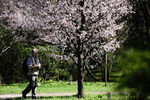 Цветение сакуры в Ботаническом саду в Москве
