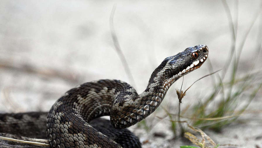 Терапевт объяснил, как вести себя при встрече со змеей на природе