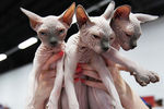 Кошки породы канадский сфинкс на международной выставке «Жемчужное шоу кошек»