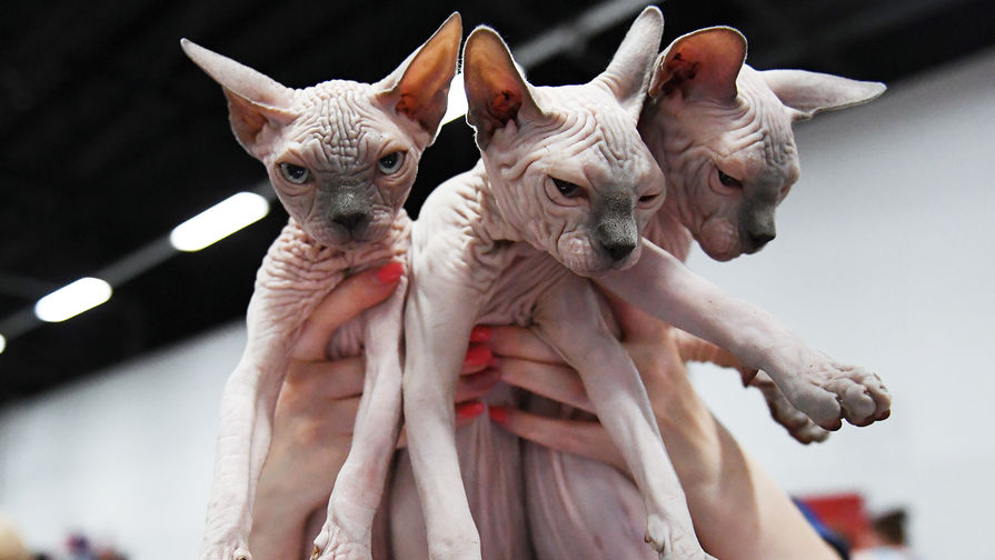 Кошки породы канадский сфинкс на&nbsp;международной выставке «Жемчужное шоу кошек»