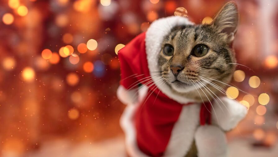 Назван простой способ достигнуть взаимопонимания с кошкой