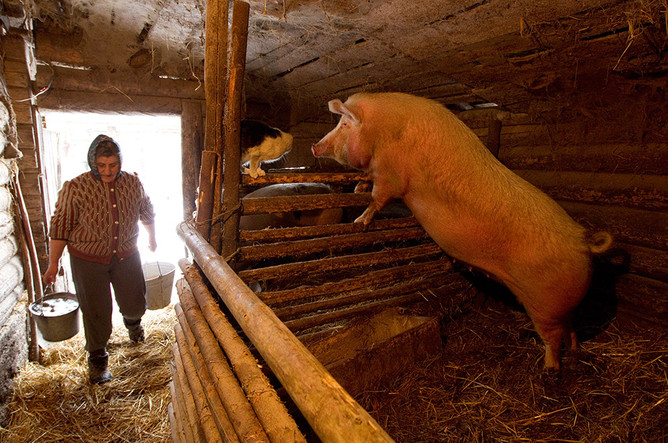 Бизнес по выращиванию свиней в домашних условиях