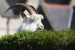 Дикие козы в городе Лландидно в Северном Уэльсе, 31 марта 2020 года