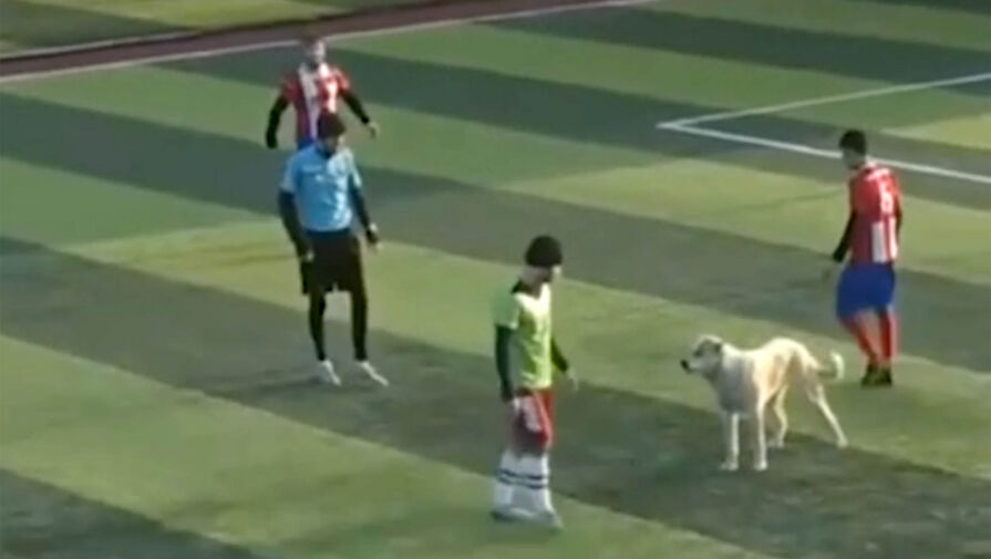 Shot: пес прервал футбольный матч между дагестанскими командами