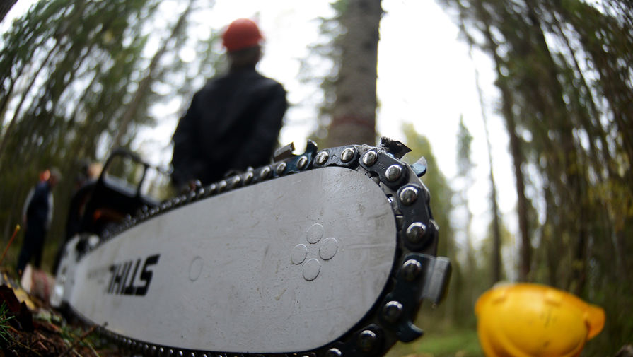 "Проблема не в "черных лесорубах", а в российских законах"