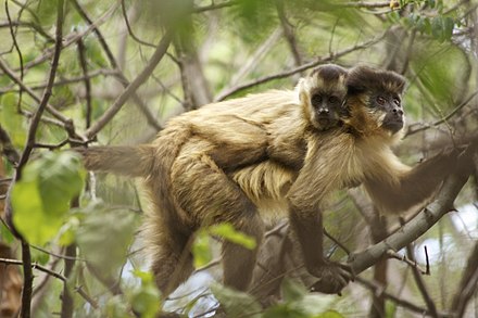 Ученые наблюдали за мастурбацией обезьянки, пока та наблюдала за спариванием своих товарищей