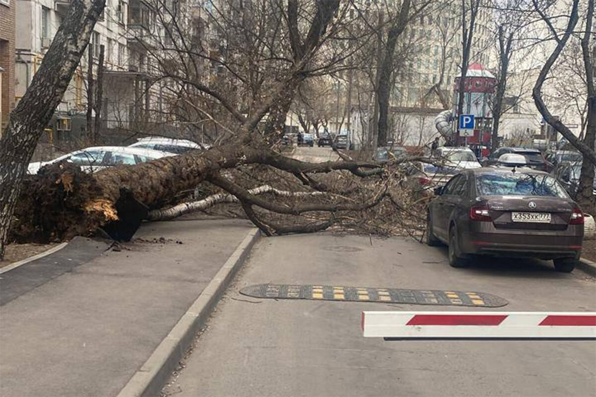 Сильный ветер в Москве сохранится до конца пятницы - Газета.Ru | Новости