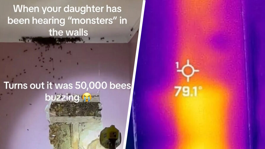 Тысячи пчел построили гигантский улей в стене жилого дома 