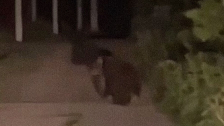 В Подмосковье медведь пробежался у жилых домов и попал на видео