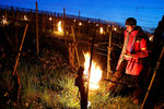 Защита виноградника от низких температур при помощи горящего парафина. Коммуна Адликон-Андельфинген, Швейцария, 20 апреля 2017 года