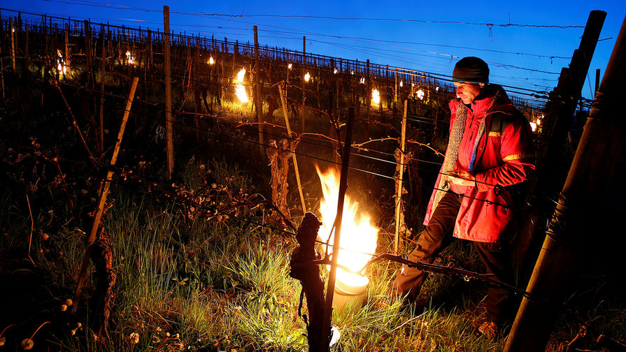 Защита виноградника от низких температур при помощи горящего парафина. Коммуна Адликон-Андельфинген, Швейцария, 20 апреля 2017 года
