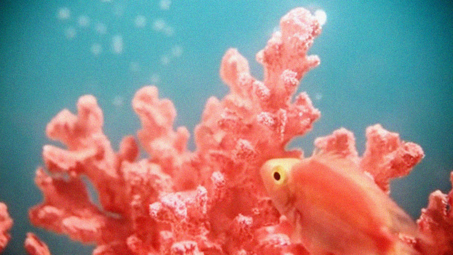 Ученые заподозрили, что корабли разносят смертельную для кораллов болезнь