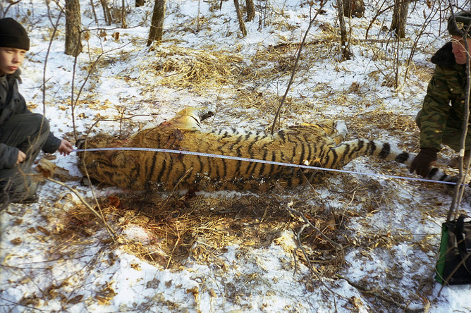 За убийство амурского тигра охотнику придется заплатить полмиллиона рублей