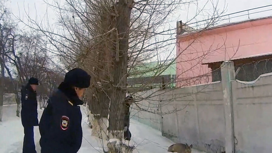 Окровавленную косулю, которая едва не замерзла в сугробе, спасли омские полицейские 