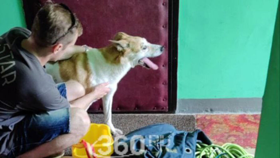 В Москве спасли собаку, которая сидела на балконе двое суток без еды и воды
