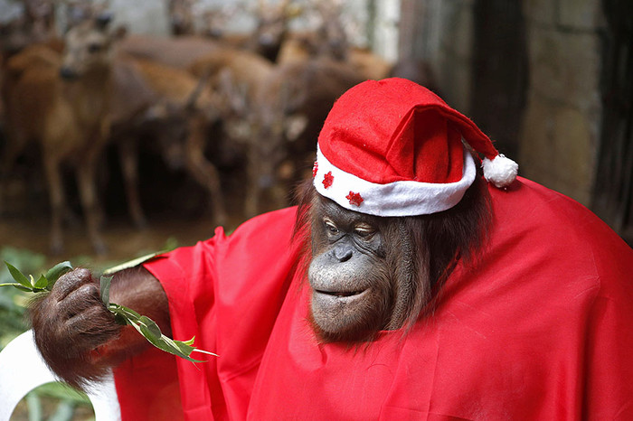 Орангутанг в&nbsp;костюме Санта-Клауса
