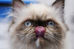 Кошка породы гималайская на международной выставке «Жемчужное шоу кошек»