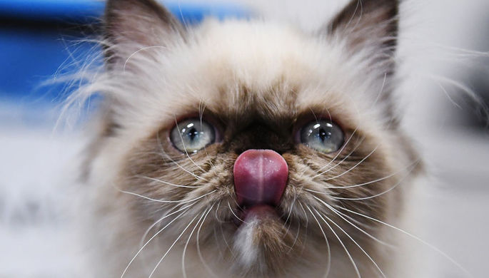 Кошка породы гималайская на международной выставке «Жемчужное шоу кошек»