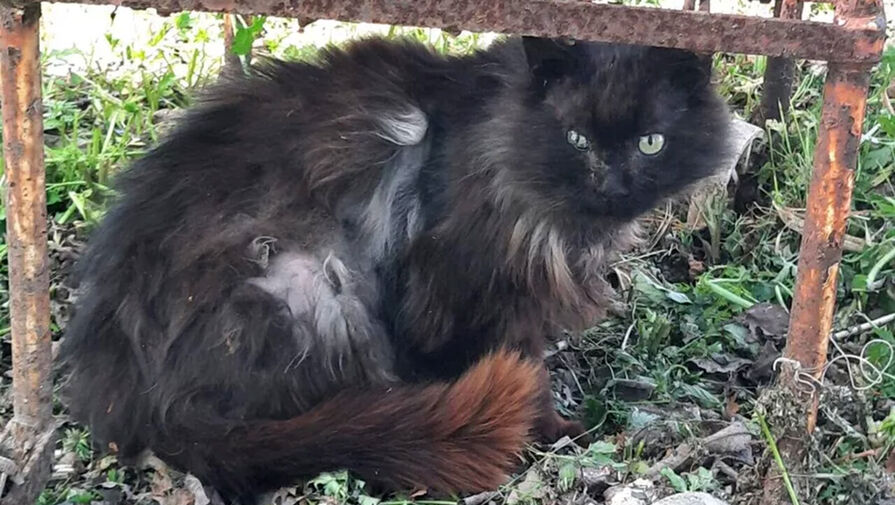 Бездомный кот самостоятельно посещает ветклинику на Сахалине