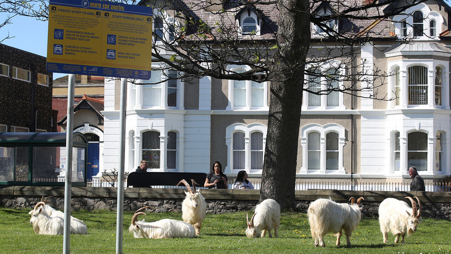 Дикие козы в городе Лландидно в Северном Уэльсе, 31 марта 2020 года